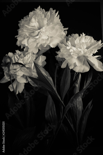 Photo white flowers peonies