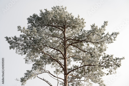Baumkrone einer Kiefer mit Raureif vor einem weißen Himmel im Winter © BGphotoaesthetics