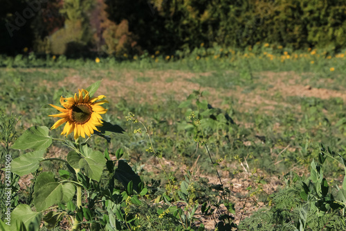 Fototapeta Naklejka Na Ścianę i Meble -  Einsame Sonnenblume auf dem Acker, Helianthus annuus