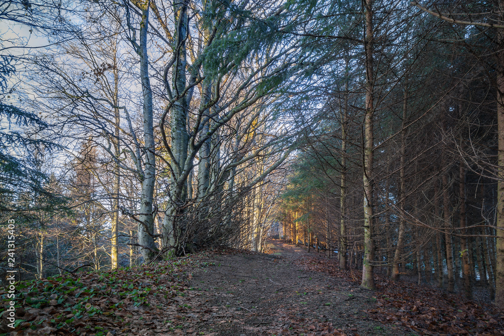 Obraz premium Mystischer Wald