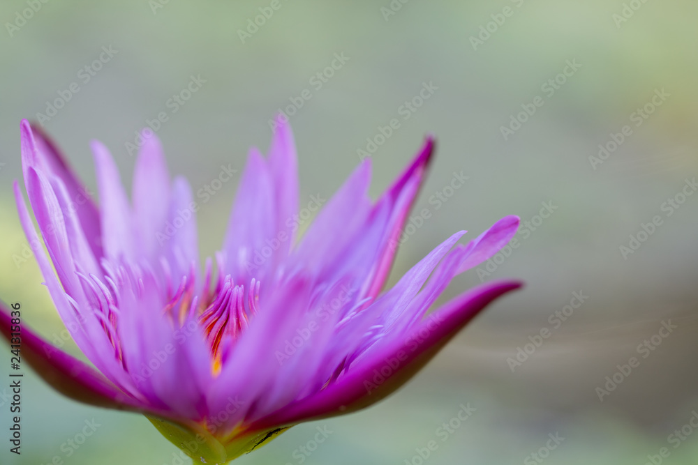Close-up pink lotus water lily flower Close-up pink lotus water lily flower