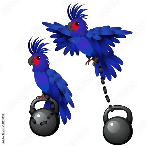 Blue parrot is tied to the weight isolated on white background. Vector cartoon close-up illustration.