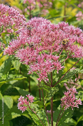 Joe-Pye Weed Blossoms with Bees