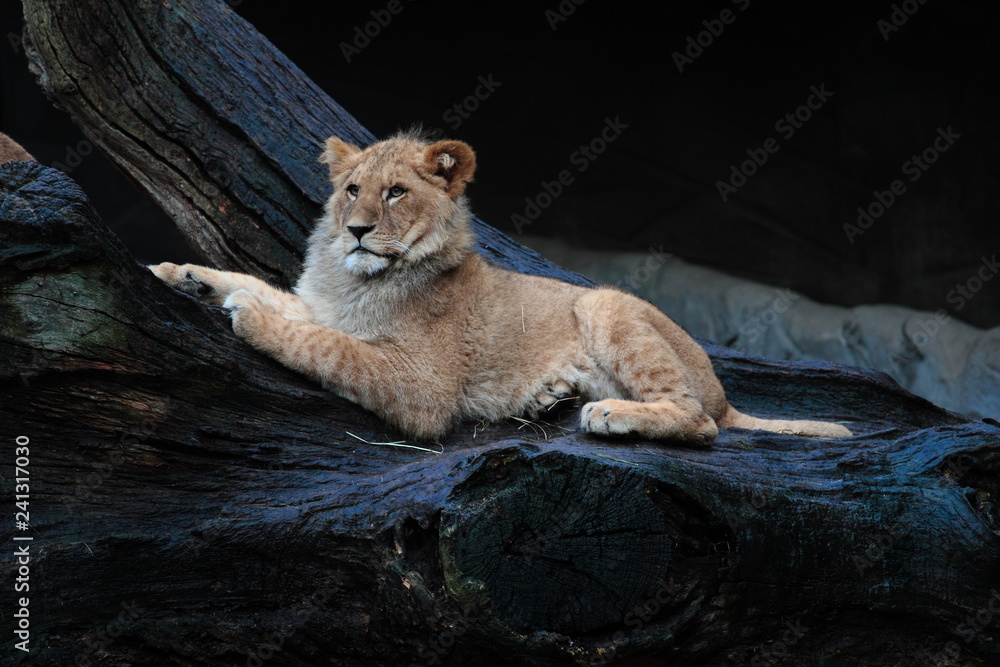 Naklejka premium Löwe liegend auf Baumstamm
