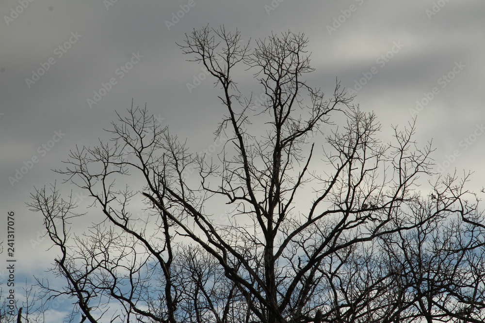 Fototapeta premium Cloudy Sky Behind Tree