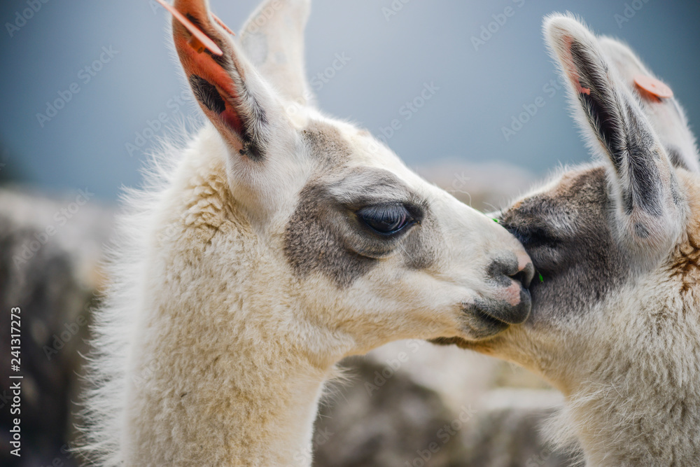 Obraz premium two lamas together