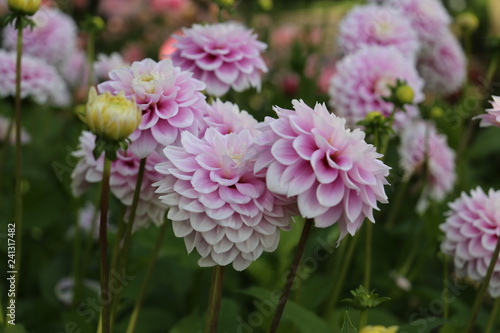 pink and white dahlia blossom, beautiful blooms brighten gardens.