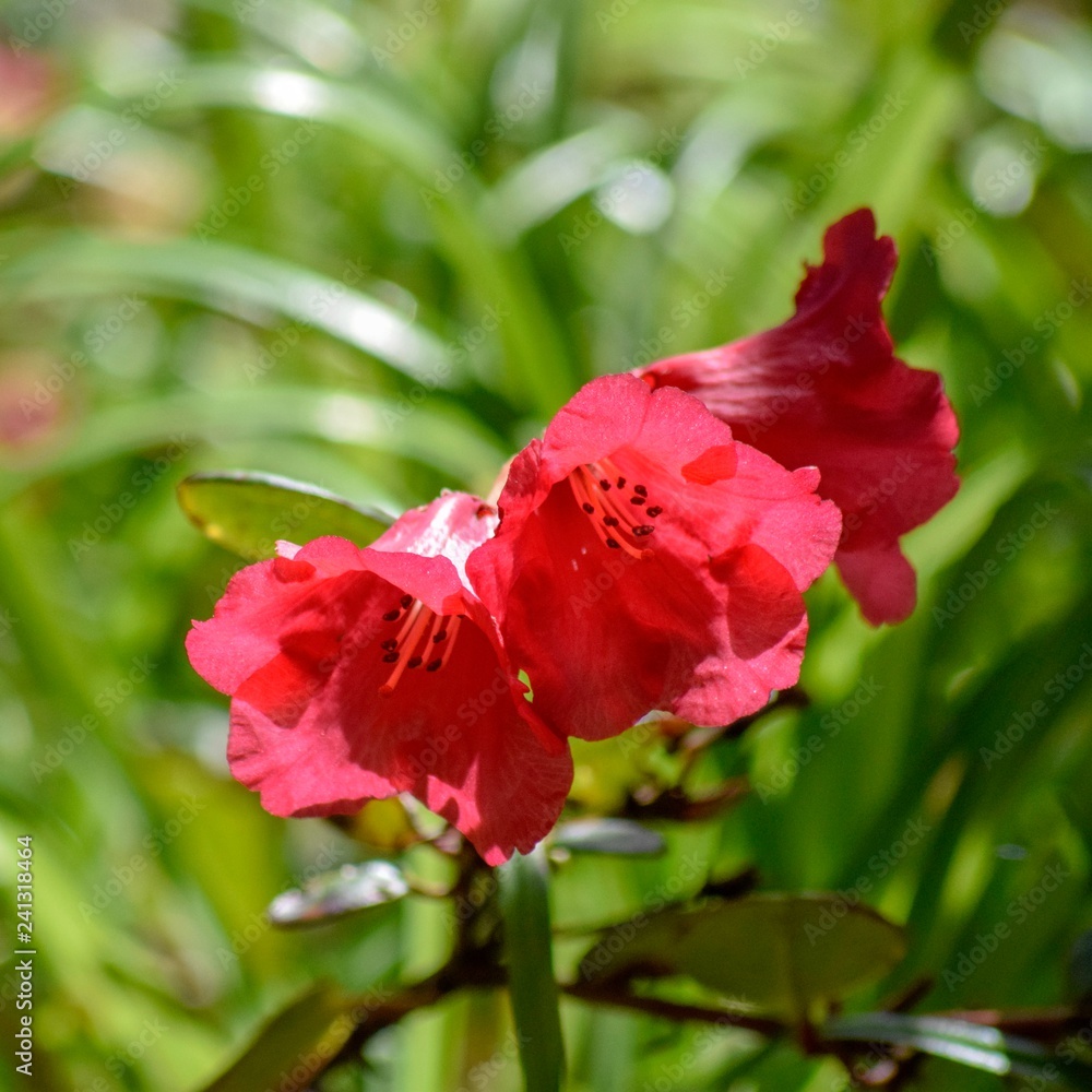 Rhododendron in the Spring Sunshine Rhododendron in the Spring Sunshine