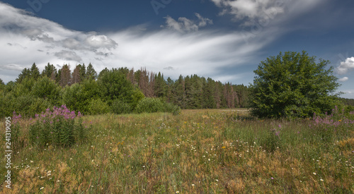 Summer landscape with grasses and forest with clouds