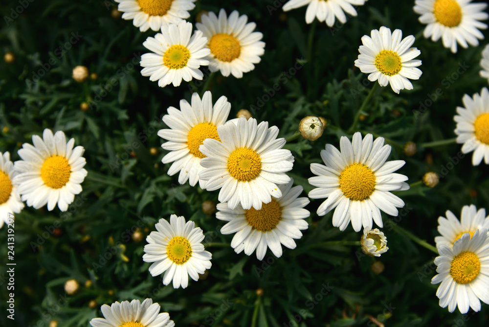 A lot of white Shasta Daisy with full frame. A lot of white Shasta Daisy with full frame.