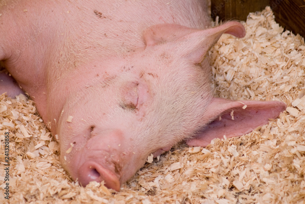 Image of a pink pig asleep Image of a pink pig asleep