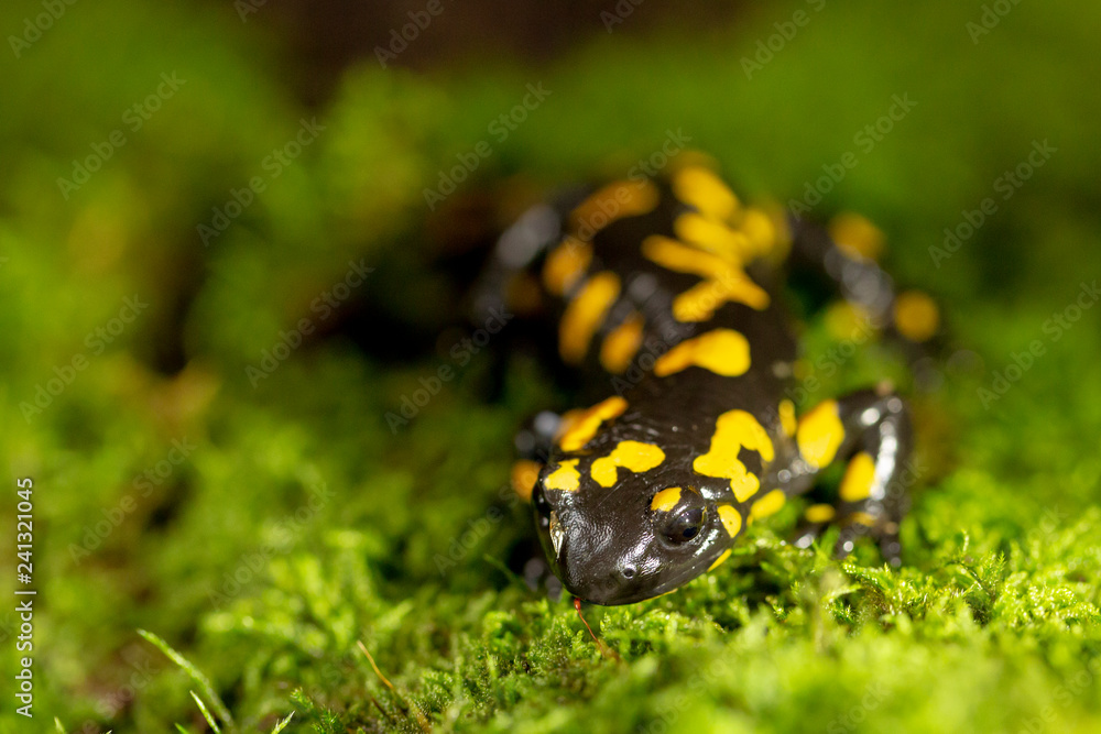 Feuersalamander im Moos Stock Photo Adobe Stock