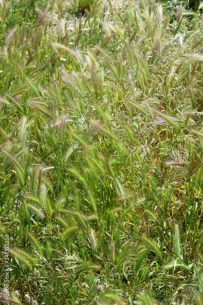 Obraz premium Blé vert