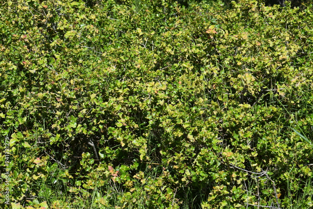 Fleurs des champs Fleurs des champs