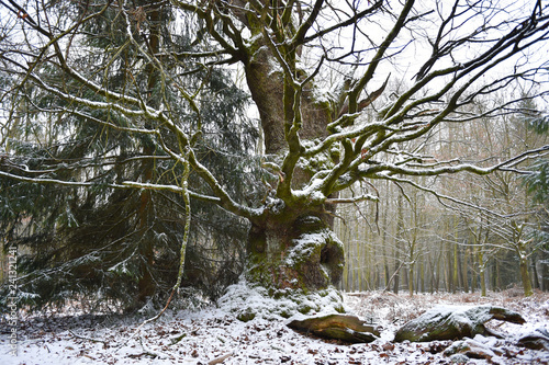 Lohengrineiche im Reinhardswald photo