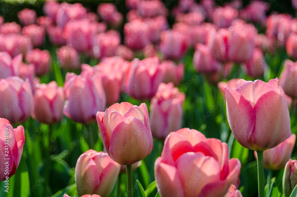 Fototapeta premium Beautiful tulips in a garden
