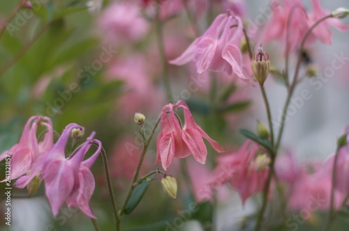 pink flowers in the garden