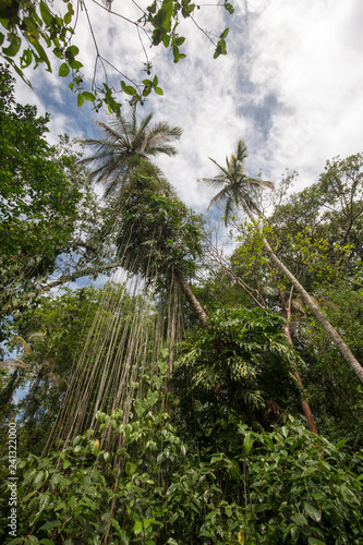 Regenwald in Costa-Rica