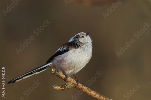 Long-tailed tit sitting on the branch with brown background. song bird in the nature habitat. wildlife scene from nature habitat. Aegithalos caudatus