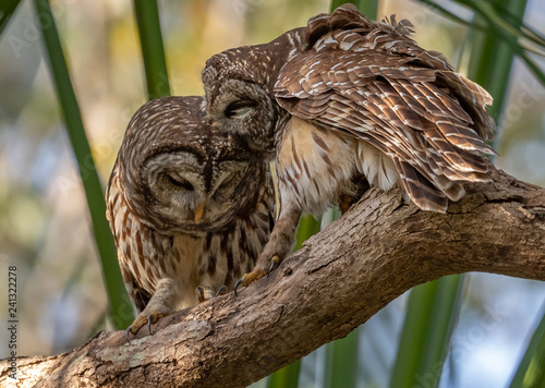 Barred Owls in a Palm Tree in Florida  photo