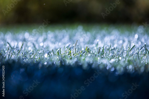 ice covered grass 