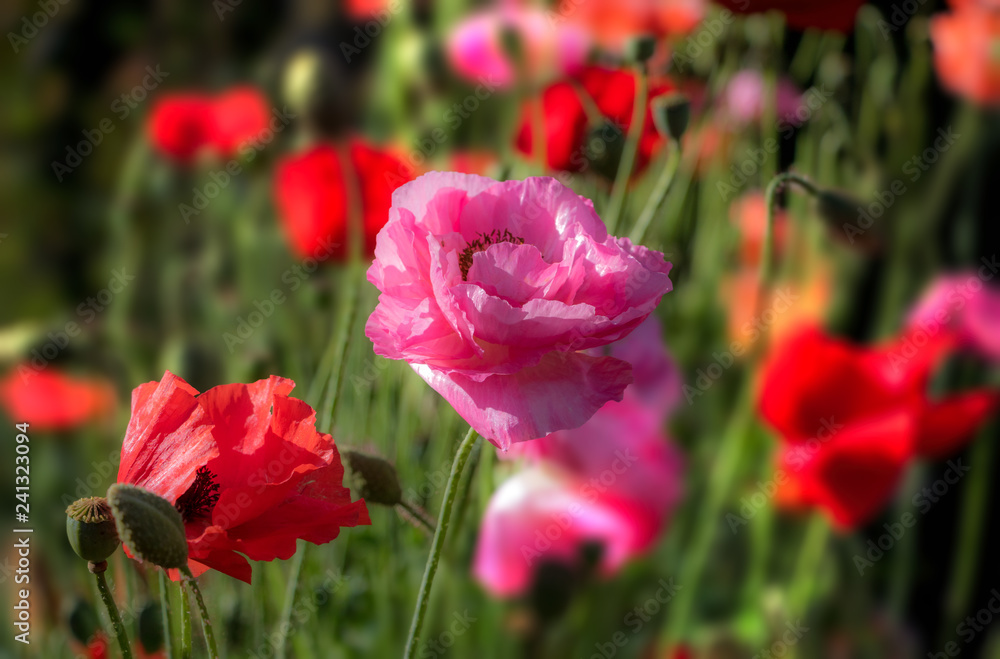 Poppies. Close up. Soft focus, light and glow. England countryside. Great Britain Poppies. Close up. Soft focus, light and glow. England countryside. Great Britain