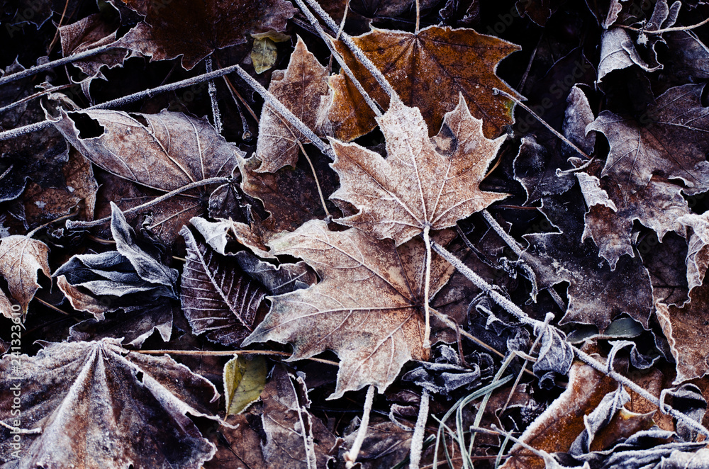 Frosted dry autumn leaves. Winter seasonal background.
