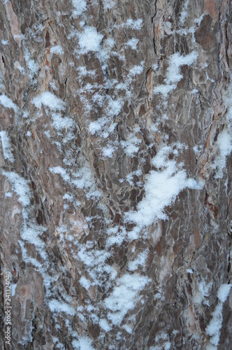 Wallpaper Mural bark Torontodigital.ca