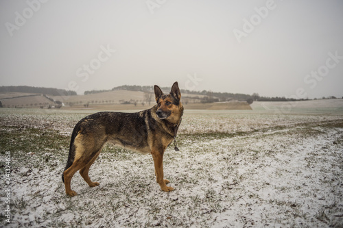 Deutscher Schäferhund auf einer Wiese © hopfi23