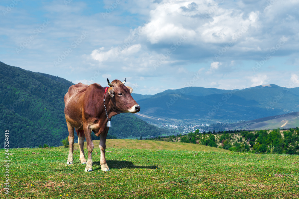 Cow on green pasture in mountains. Beauty view on green forest and blue hills
