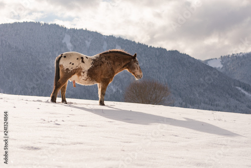 Haflinger horse on the winter meadow and mountain peaks on background.
