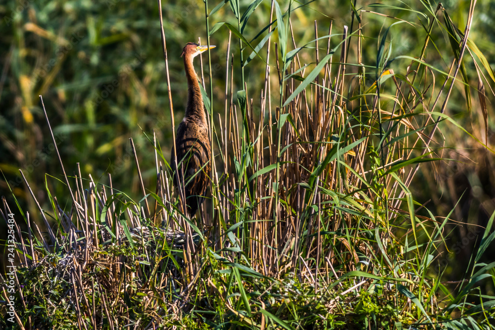 Purple heron (Ardea purpurea) in the reed