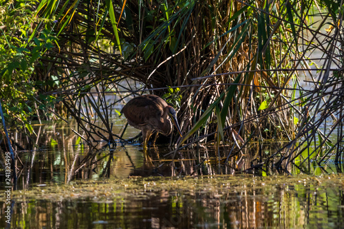 Obraz na płótnie Purple heron (Ardea purpurea) in the reed is searching for fodder w salonie