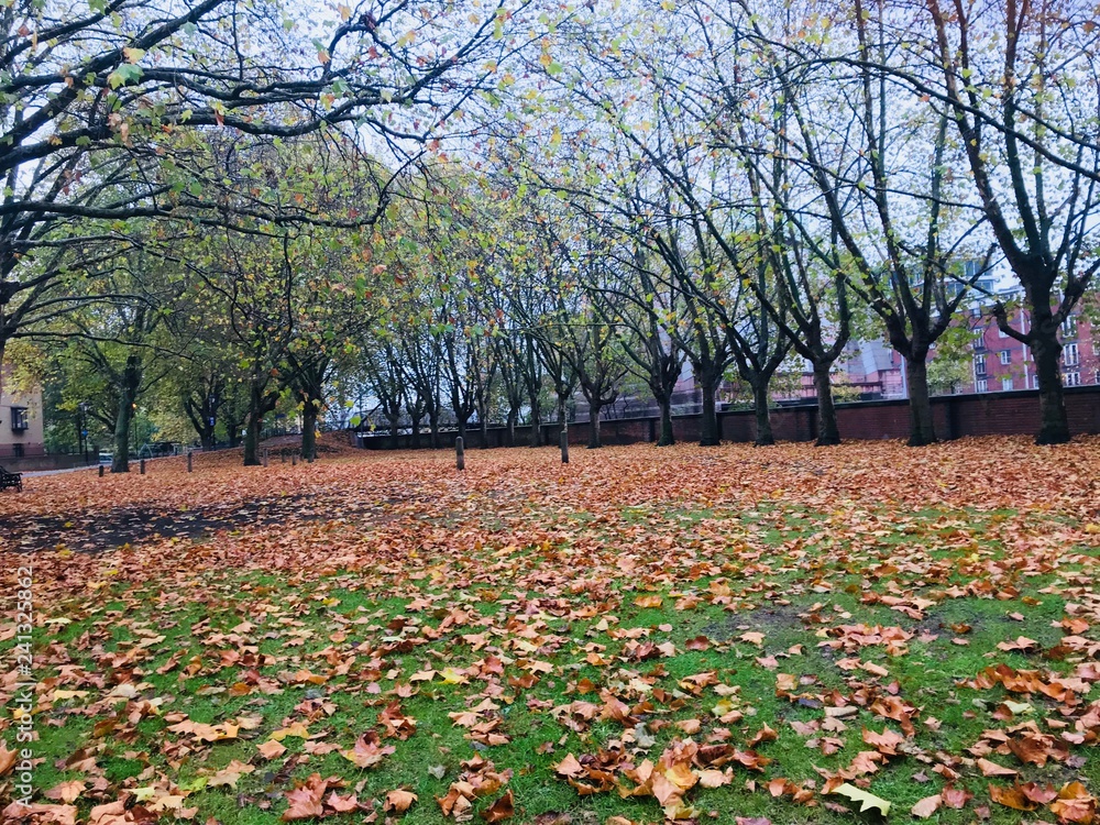 autumn falls leaves