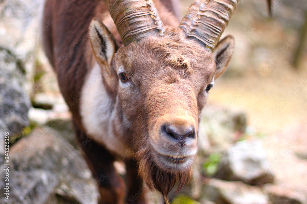 Face of a male ibex, Swiss alpine capra. Face of a male ibex, Swiss alpine capra.