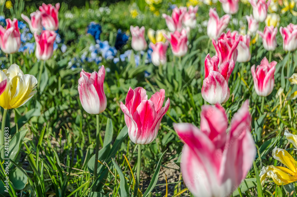 Fototapeta premium Colorful flowers in blossom