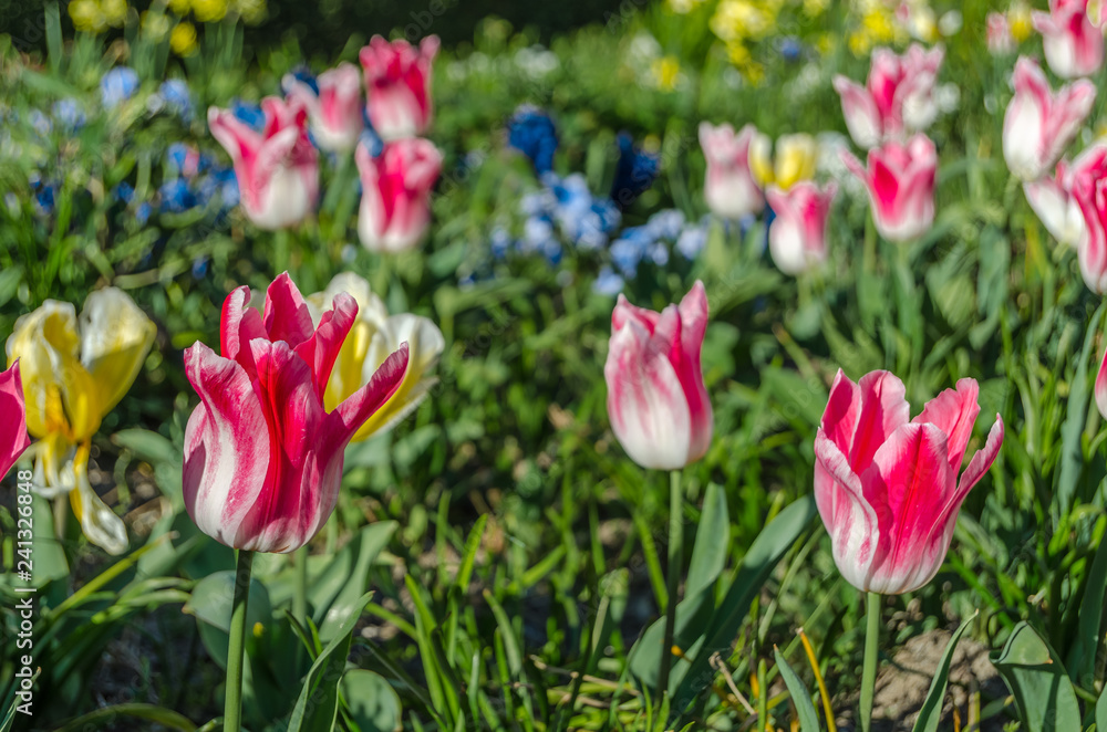 Colorful flowers in blossom