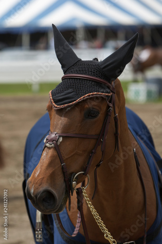 horse in jumping show, equestrian sports