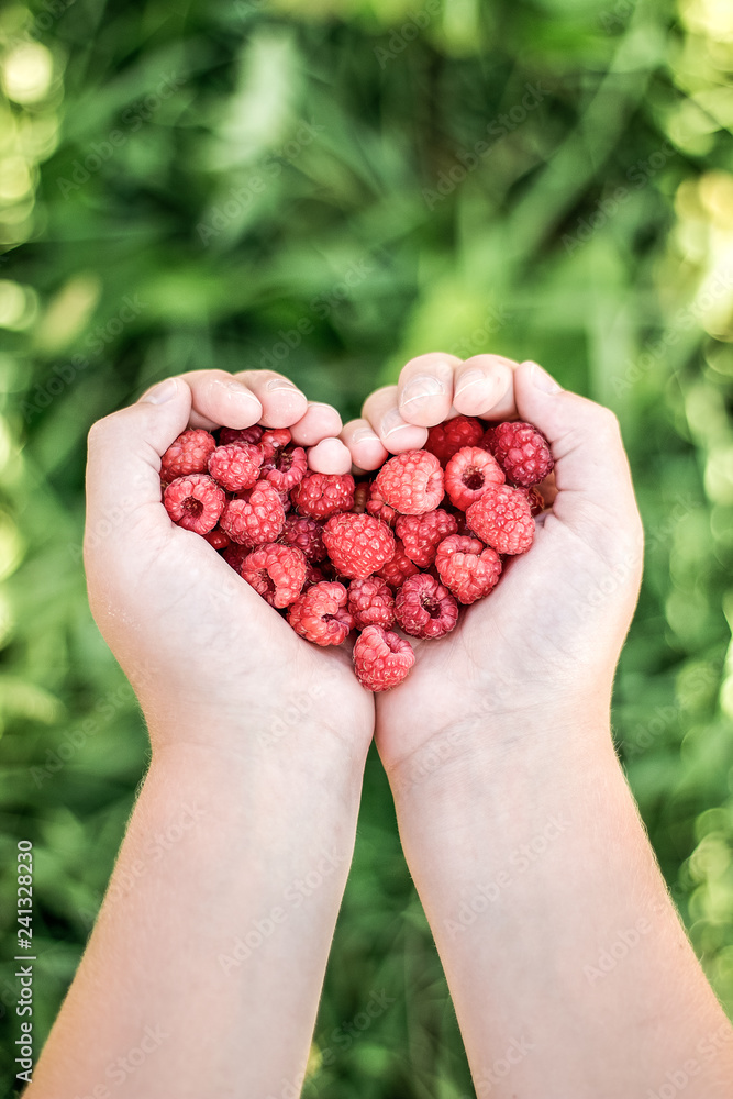 raspberries in hands raspberries in hands