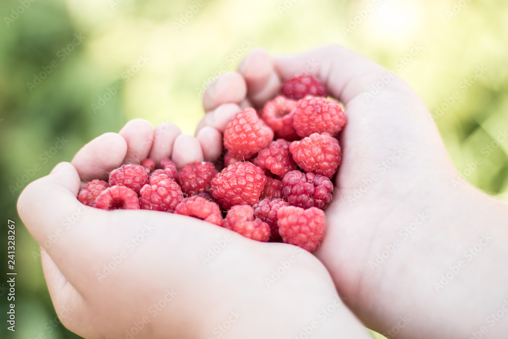 handful of raspberries handful of raspberries