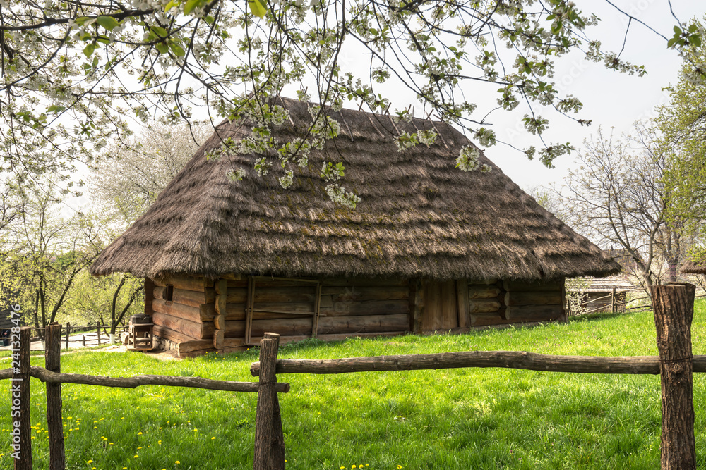 Old ukrainian house with straw roof and cherry tree flowers in spring time Old ukrainian house with straw roof and cherry tree flowers in spring time