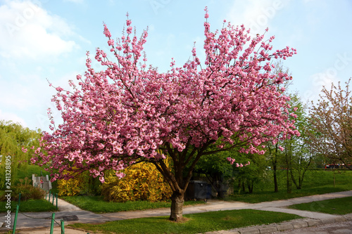 In the spring time, an apple tree blossom is decorated with pink flowers in large quantities.