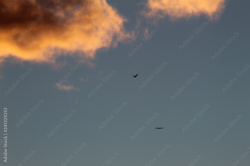 Birds at sunset in a thunderstorm Birds at sunset in a thunderstorm