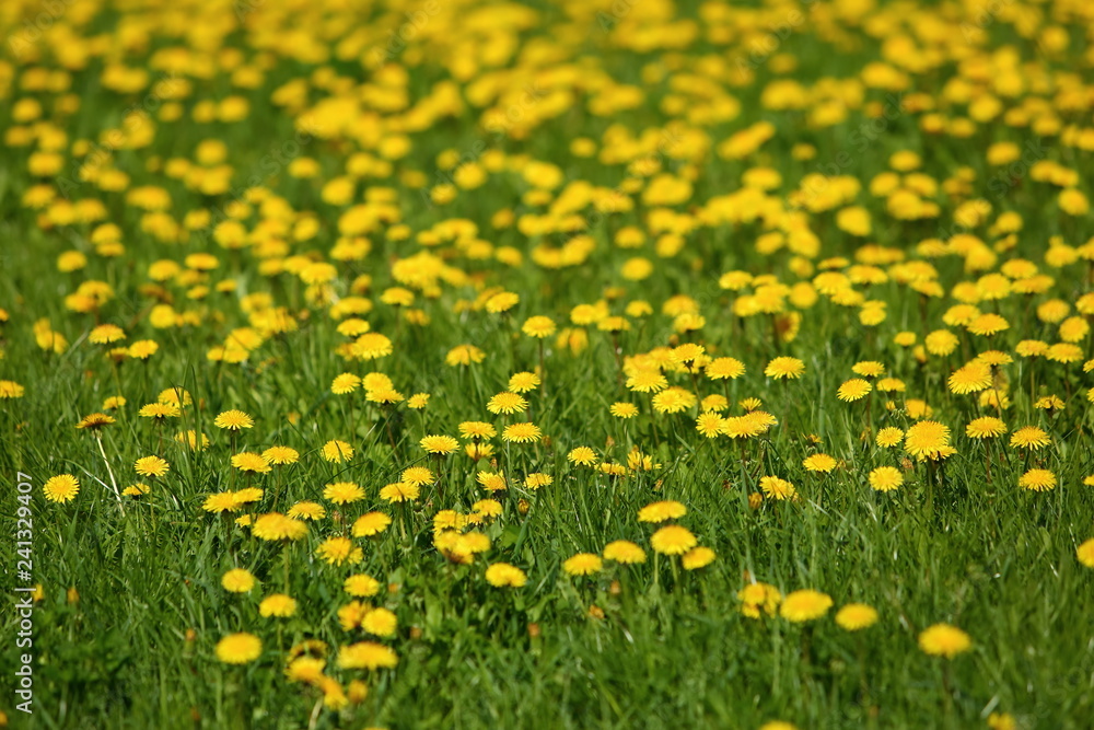 Fototapeta premium Meadow with yellow dandelion flowers amidst green grass in spring time.
