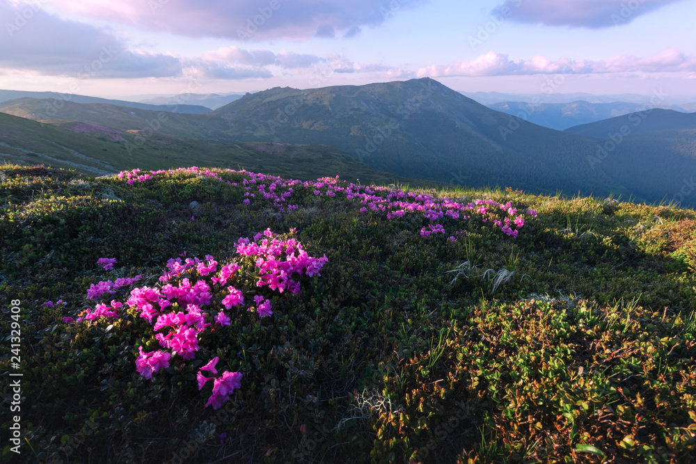 Obraz premium Magic pink rhododendron flowers on summer mountain. Dramatic sky and colorful sunset. Chornohora ridge, Carpathians, Ukraine, Europe.