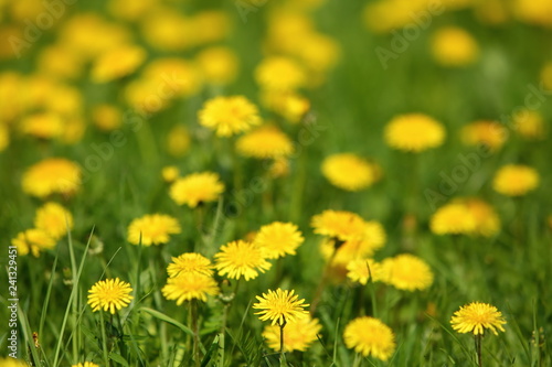 Meadow with yellow dandelion flowers amidst green grass in spring time.