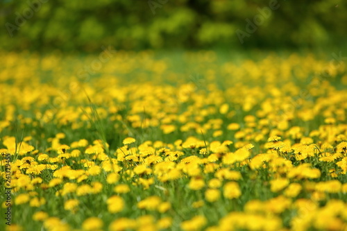 Meadow with yellow dandelion flowers amidst green grass in spring time. © fotodrobik