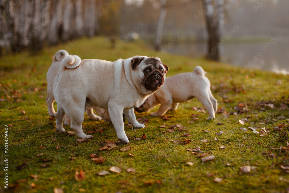 Pies w stadzie rasy mops patrzy głupio z wytrzeszczem oczy i zezem gdy jego psia rodzina węszy w trawie z głowami przy ziemii wśród liści w parku o zachodzie słońca w piękny, słoneczny dzień