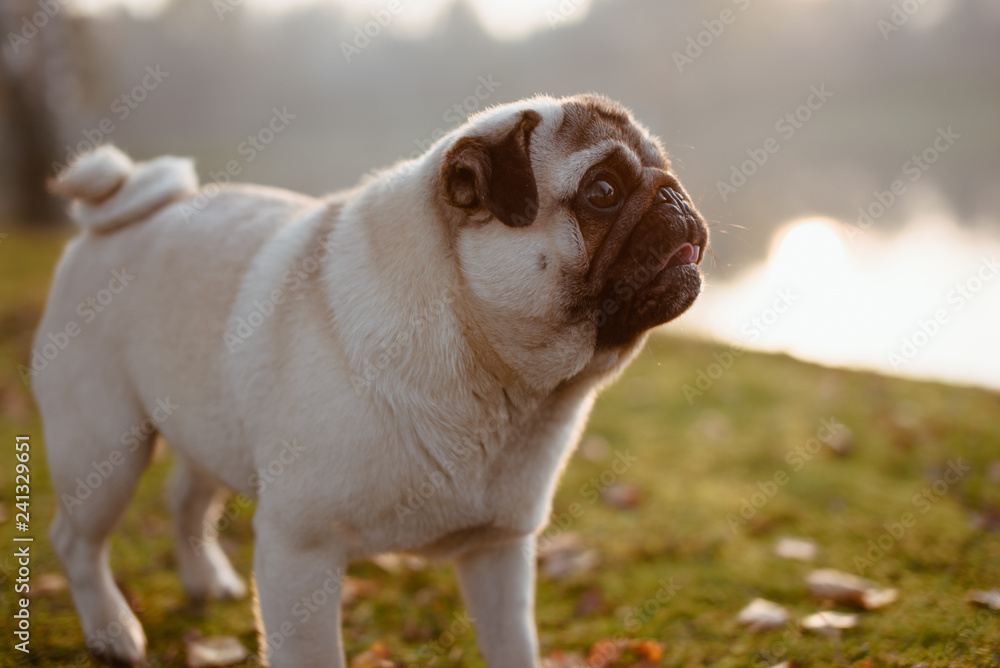 Zadbany pies rasy mops patrzy do góry ze skrzywionym językiem i zezem, czekając na nagrodę w parku, nad wodą, o zachodzie słońca, w piękny, słoneczny, letni dzień, zbliżenie twarzy psa w plenerze