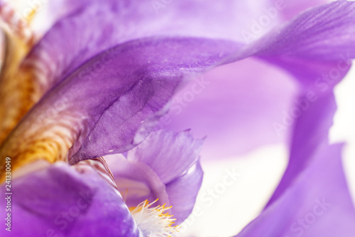 Fototapeta Naklejka Na Ścianę i Meble -  flower of purple iris, closeup, beautiful background